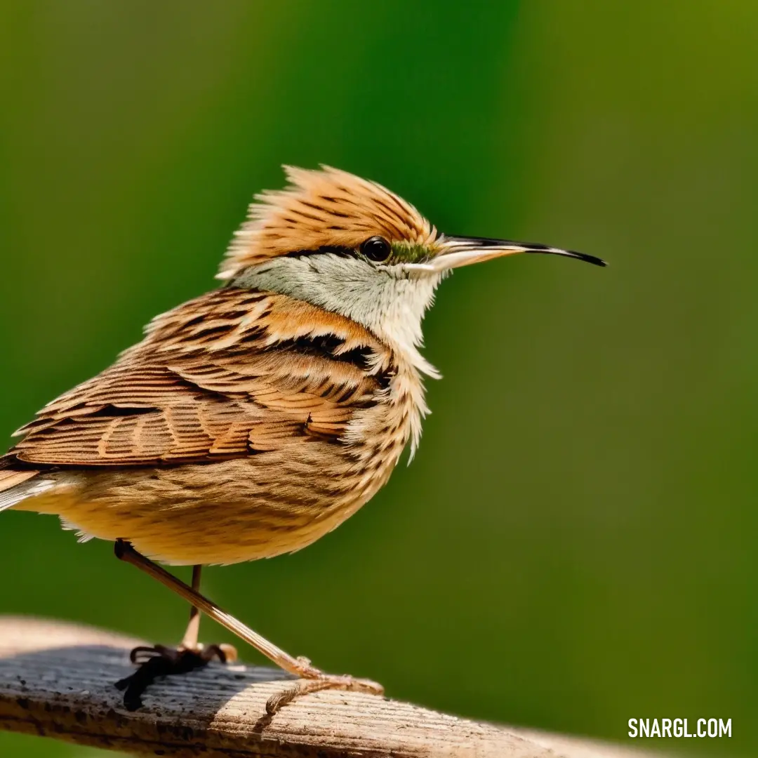 Small Cisticola on a wooden stick with a blurry background