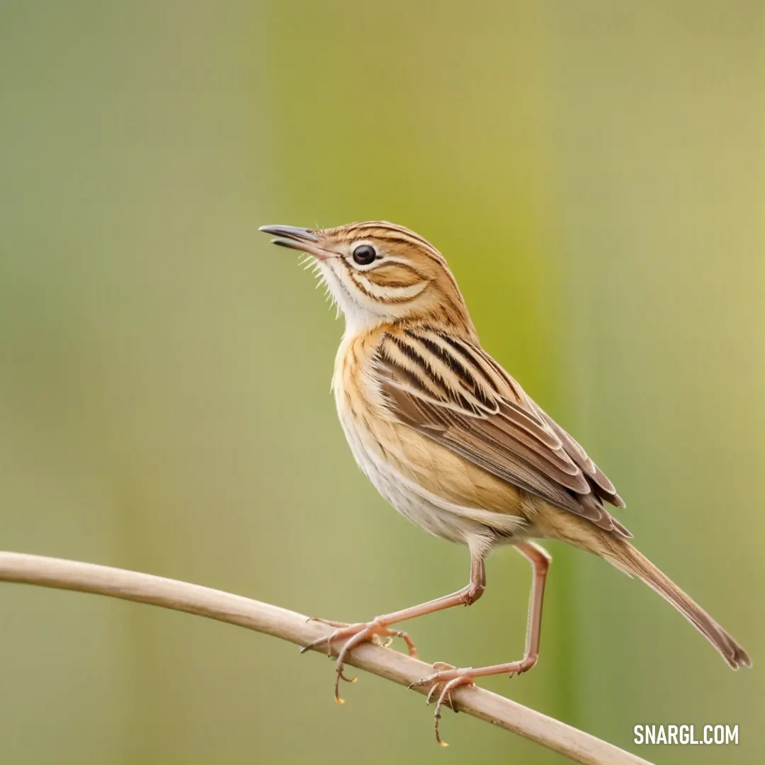 Small Cisticola perched on a branch with a blurry background