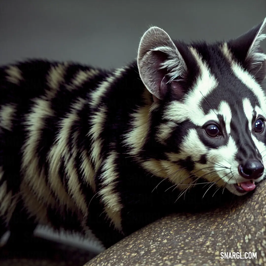 Striped Civet is sticking its head over a rock and looking at the camera
