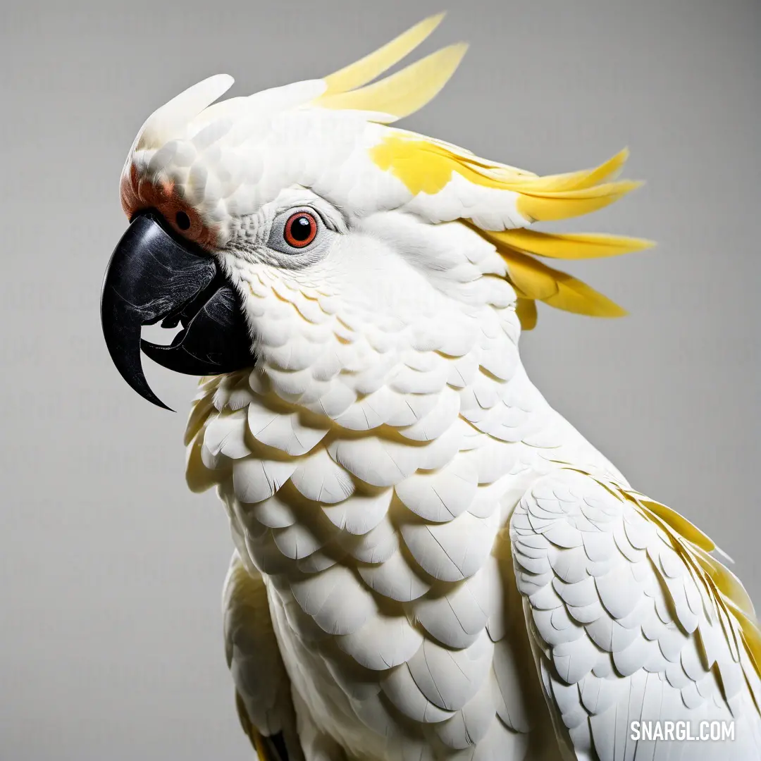 White and yellow parrot with a black beak and yellow feathers on its head