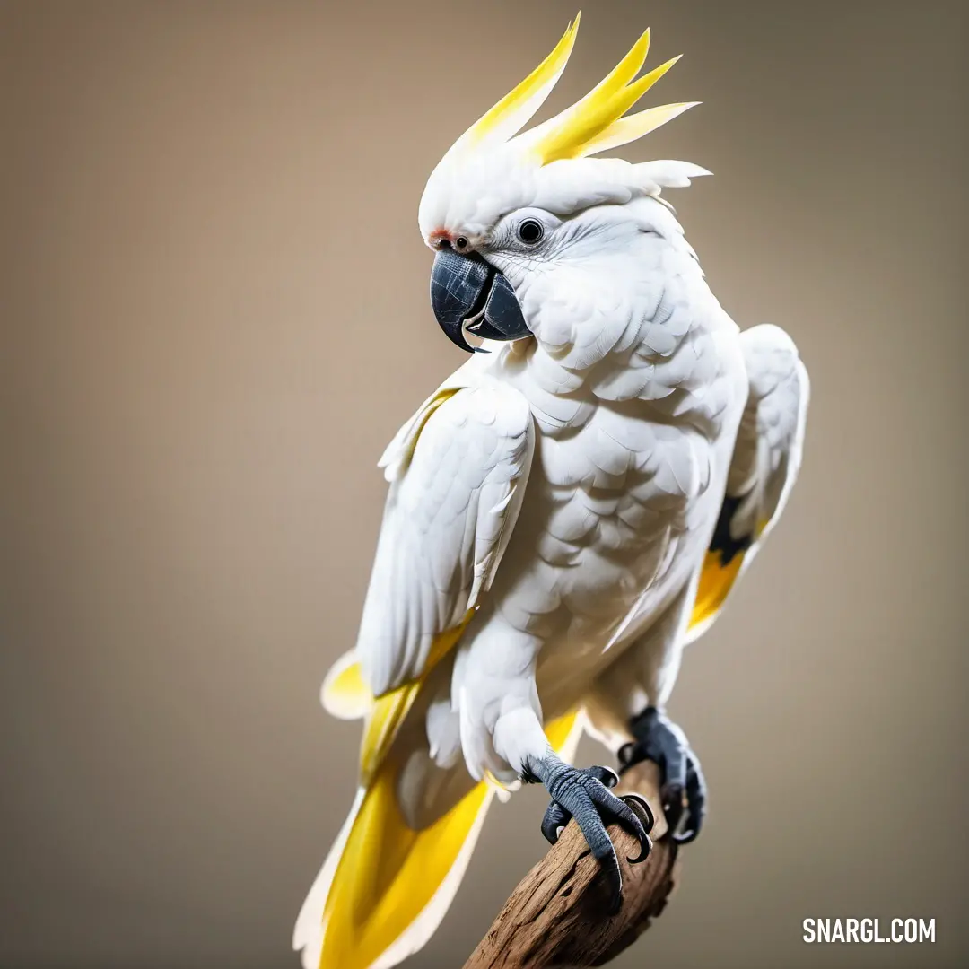 White and yellow parrot on a branch with a gray background