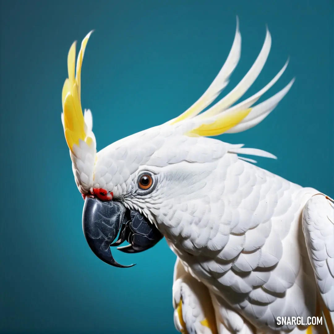 White parrot with yellow and white feathers on its head and beak with a blue background