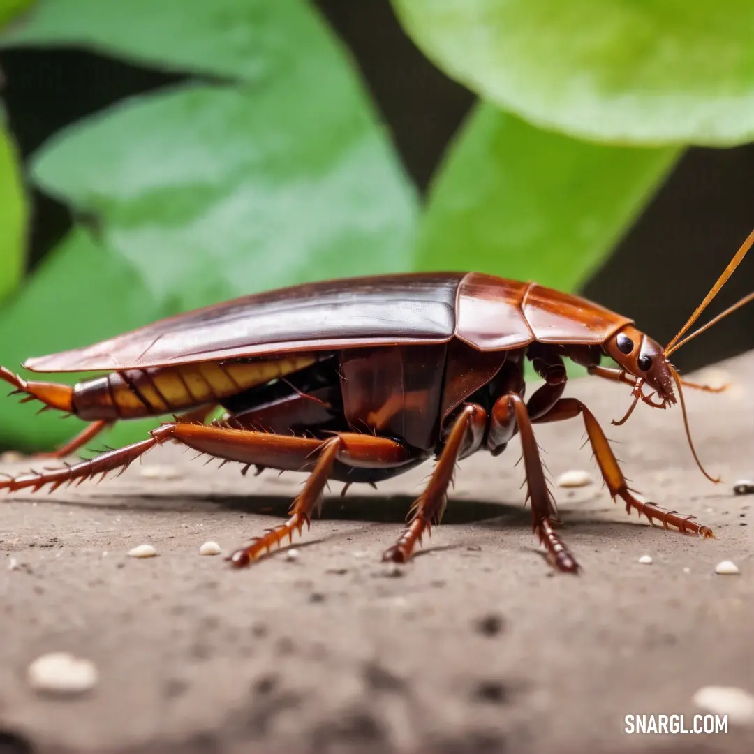 Close up of a cockroach on a surface with leaves in the background
