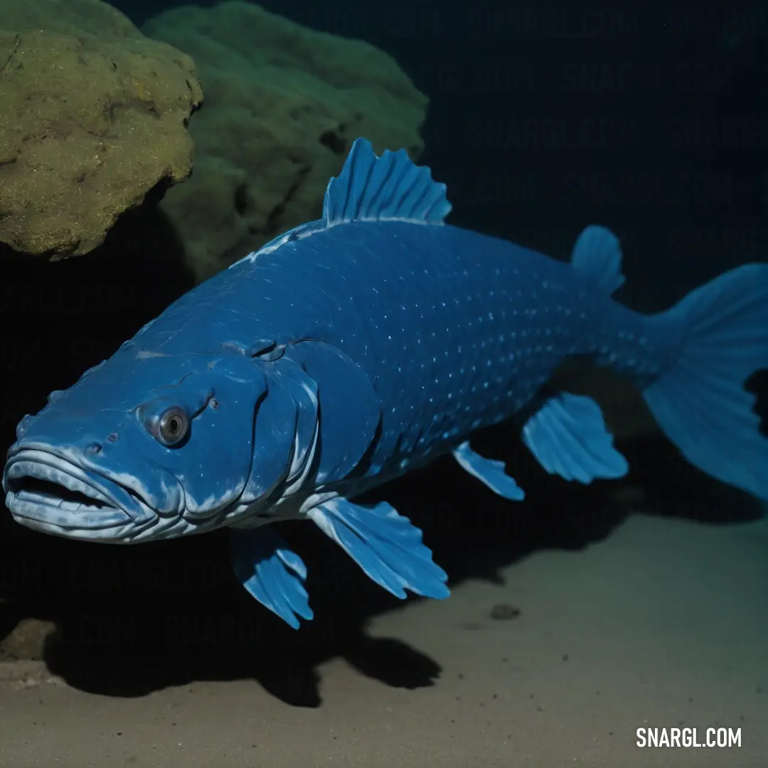 Blue fish with a black face and a yellow tail is swimming in the water near a rock and algae