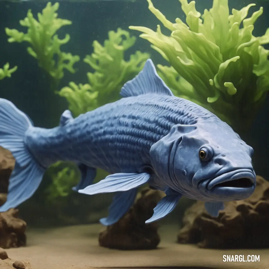 Fish that is swimming in a tank of water with algae and rocks in the background