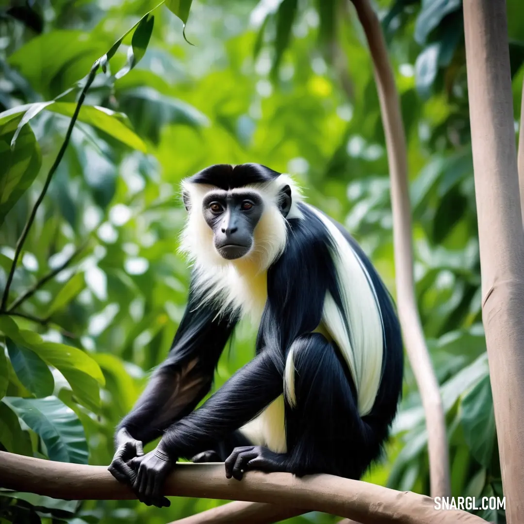 Black and white monkey on a tree branch in a forest of trees and leaves, with a blurred background