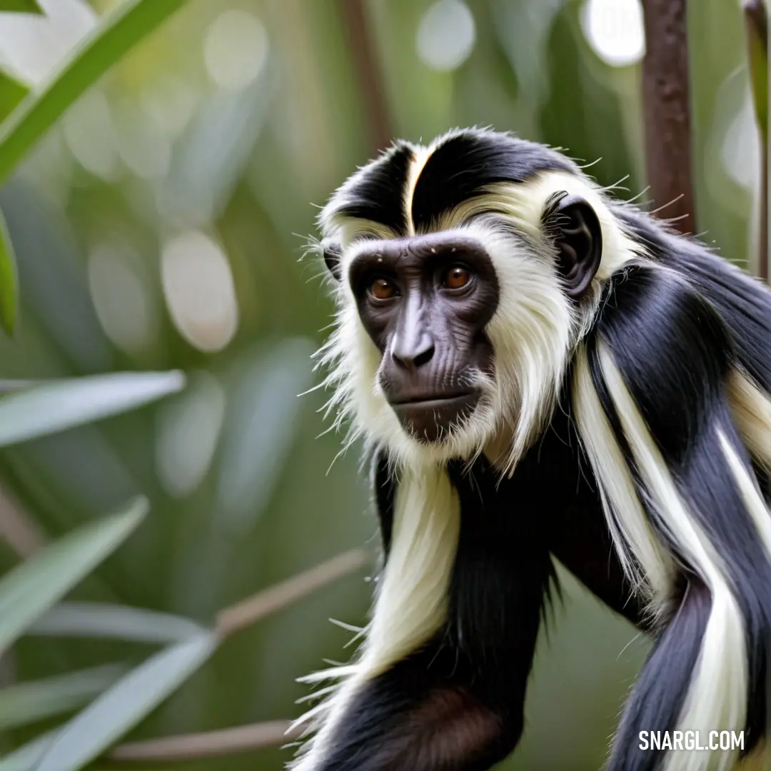 Monkey with black and white fur and a long tail on a tree branch with leaves in the background