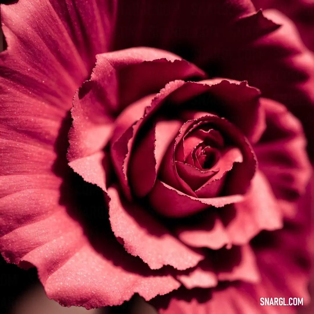 Close up of a pink flower with a black background