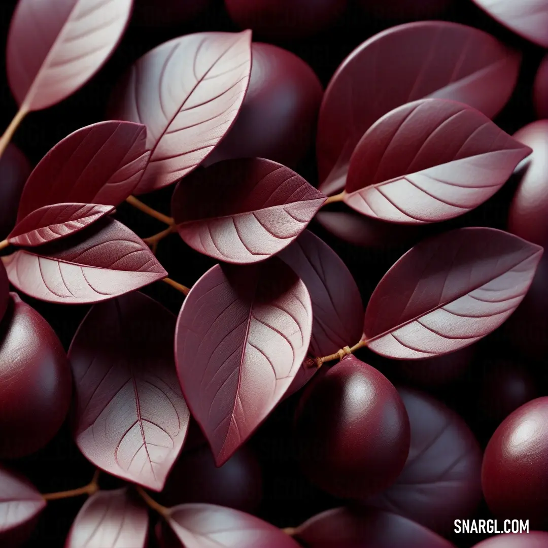Cordovan color. Bunch of red berries with leaves on them are shown in this image, with a black background