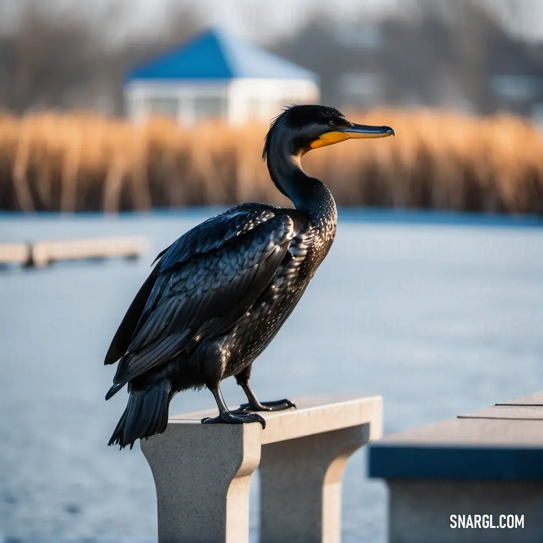 Cormorant on a concrete bench in front of a body of water with a house in the background