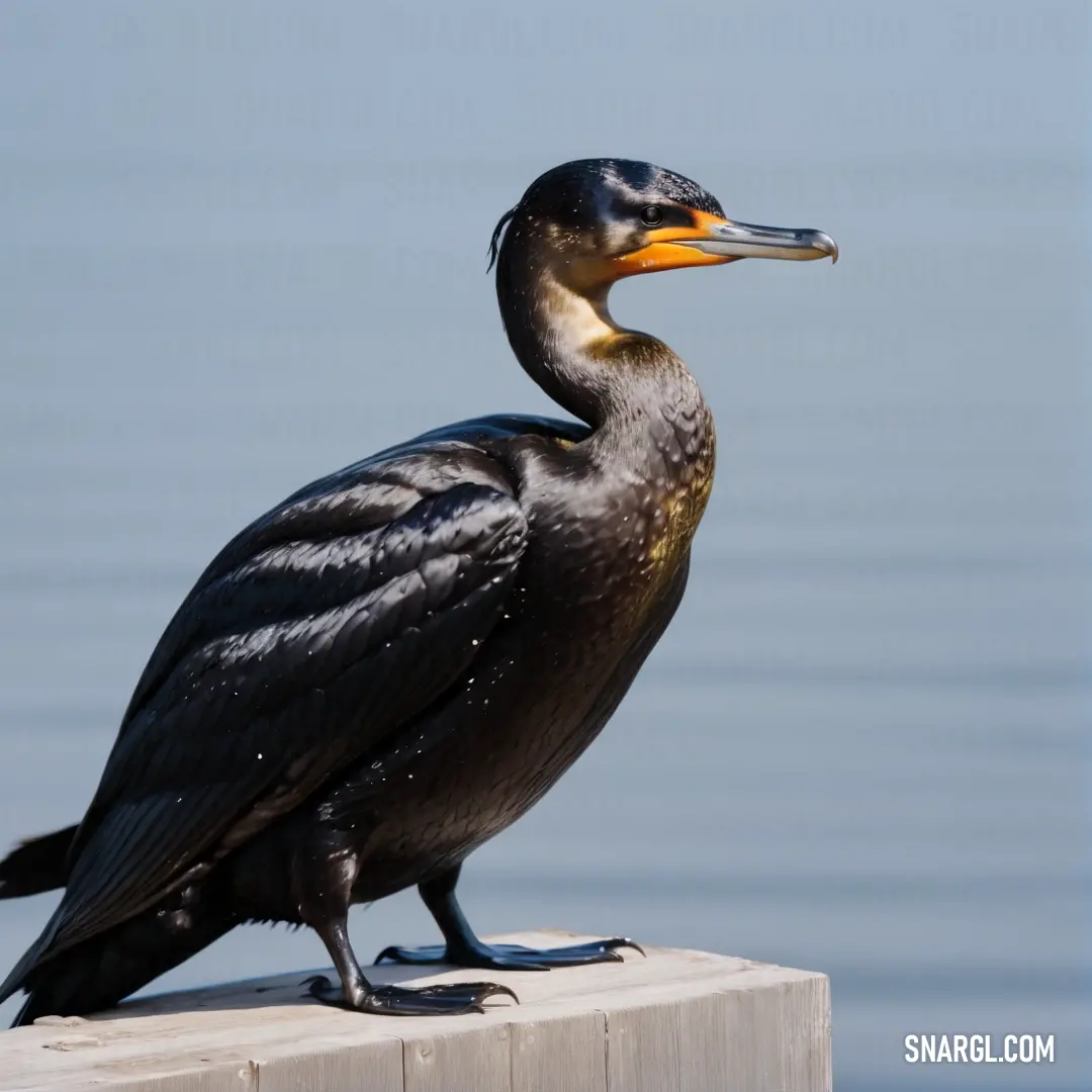 Cormorant on a post near the water with a beak open and a yellow beak on it's head