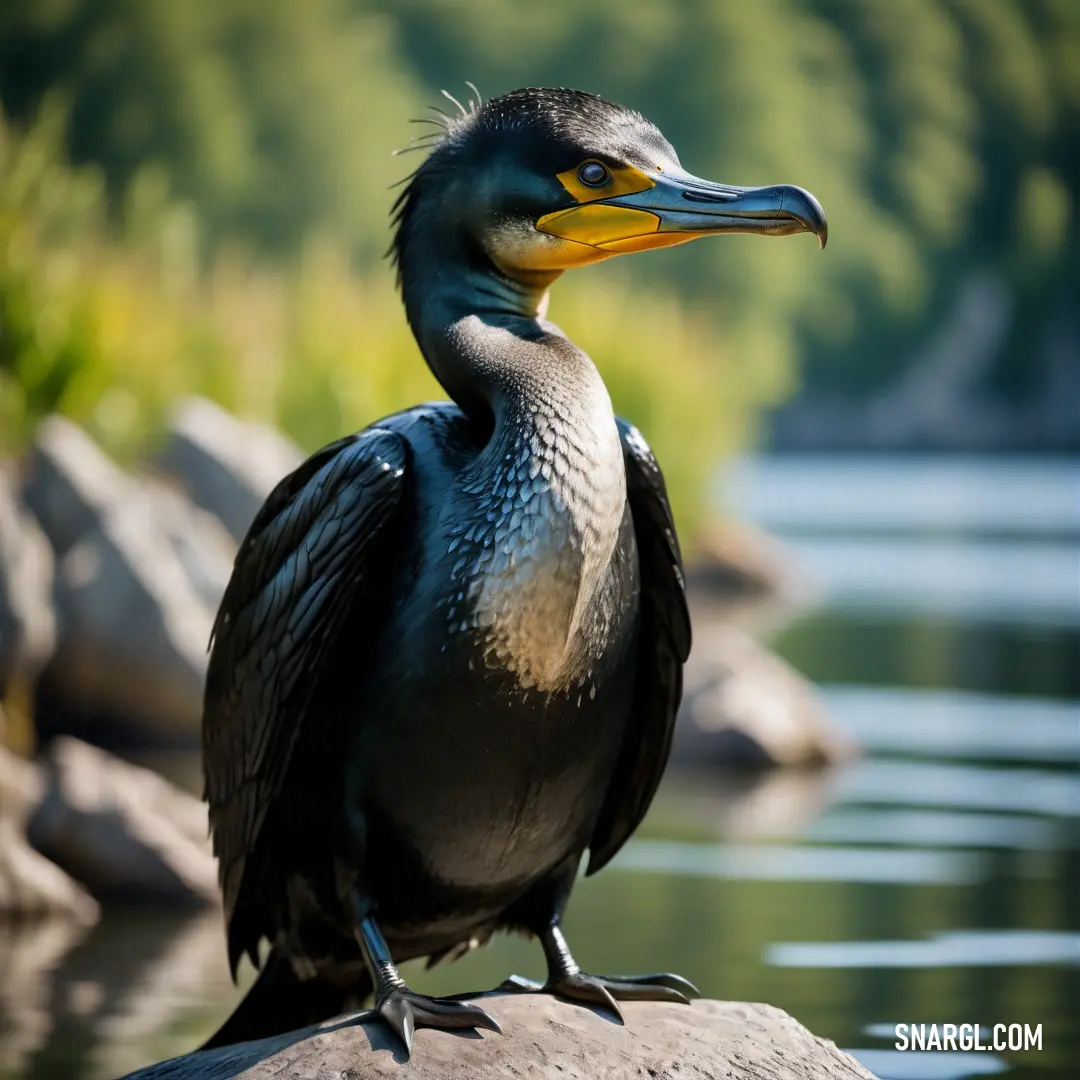 Cormorant on a rock near a body of water with trees in the background