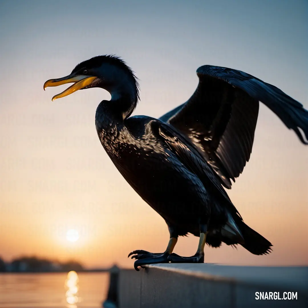 Cormorant with a long beak standing on a ledge with its wings spread out and it's feet spread out