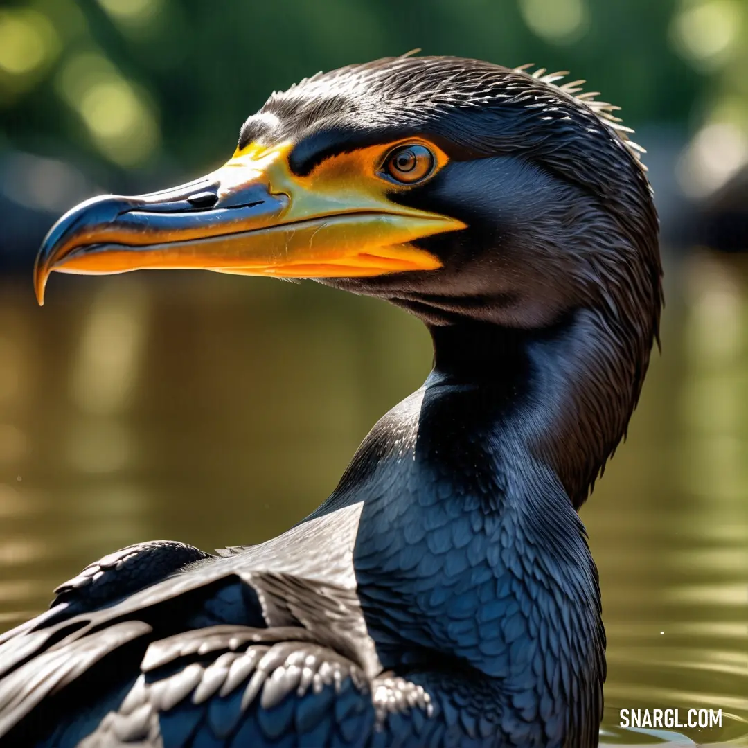 Cormorant with a yellow beak is floating in the water with a blurry background