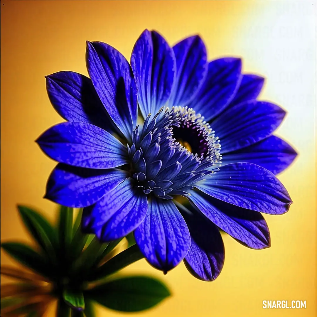 Blue flower with a yellow background in the background is a yellow vase