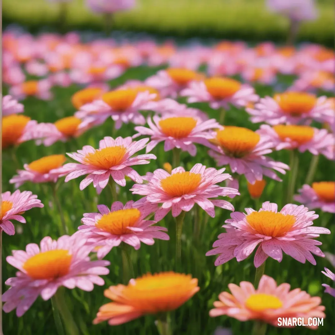 Field of pink and yellow flowers with green stems and leaves in the background. Example of #FFBCD9 color.