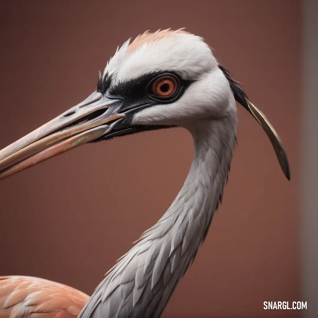 Close up of a Crane with a long beak and a long bill with a large orange eye