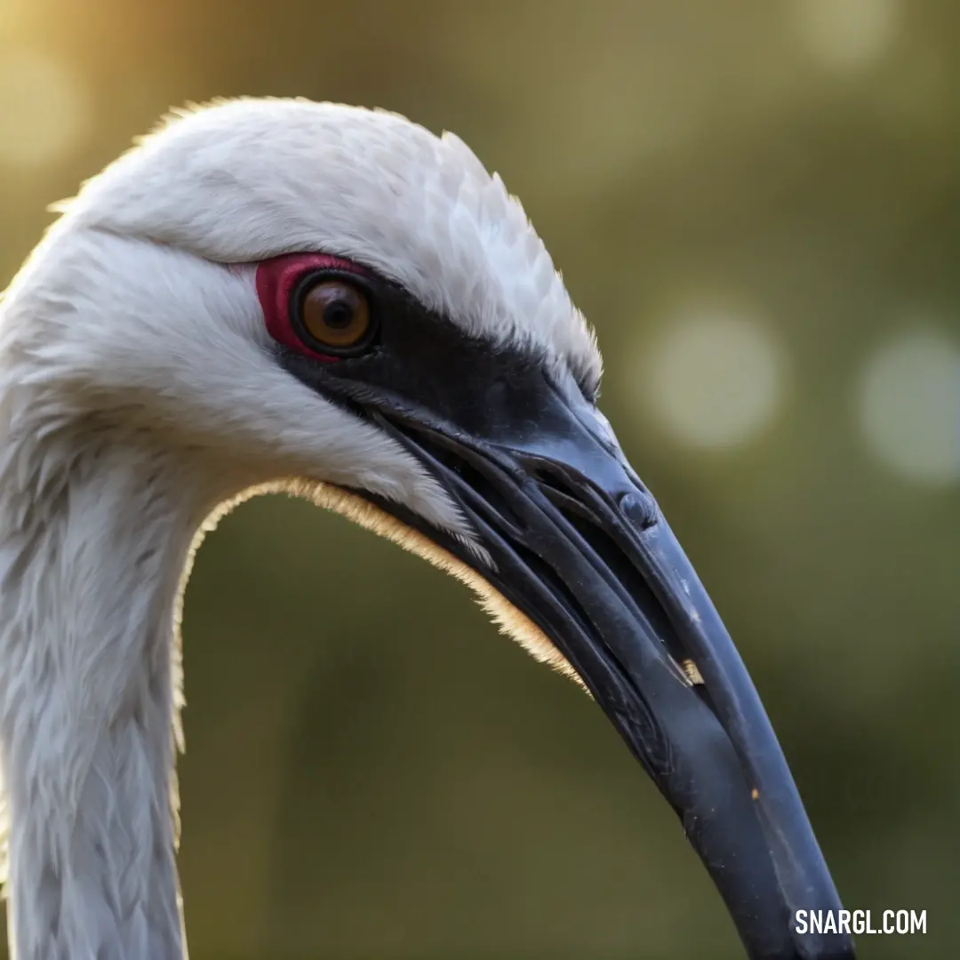 Close up of a Crane with a long neck and a red eye and a black beak with a blurry background