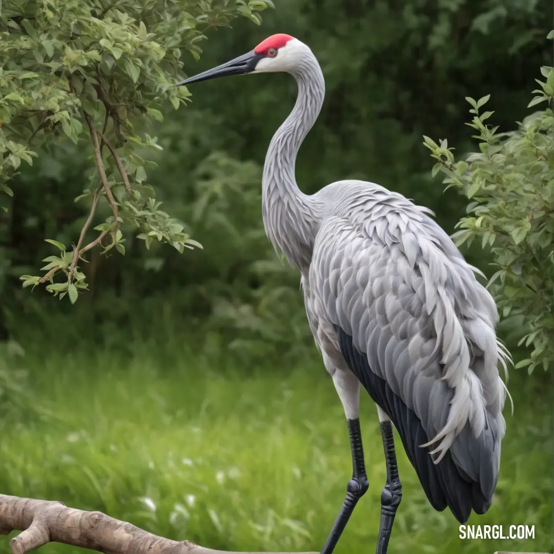 Large Crane standing on a branch in a forest area with trees in the background