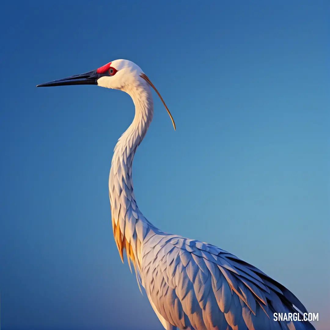 White Crane with a long neck and a long neck standing on a beach with a blue sky in the background