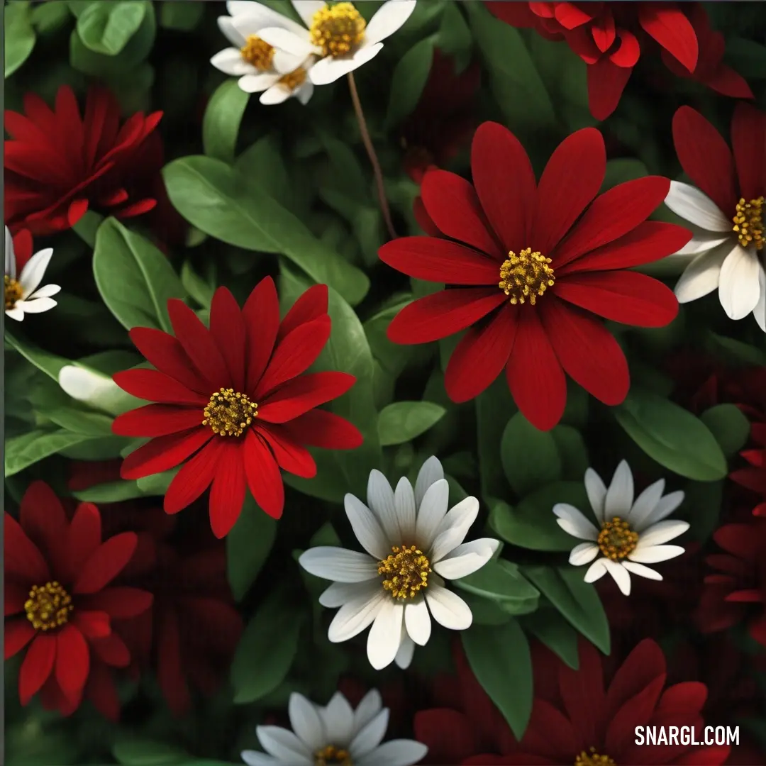 Bunch of red and white flowers with green leaves in the background. Example of CMYK 0,100,100,40 color.
