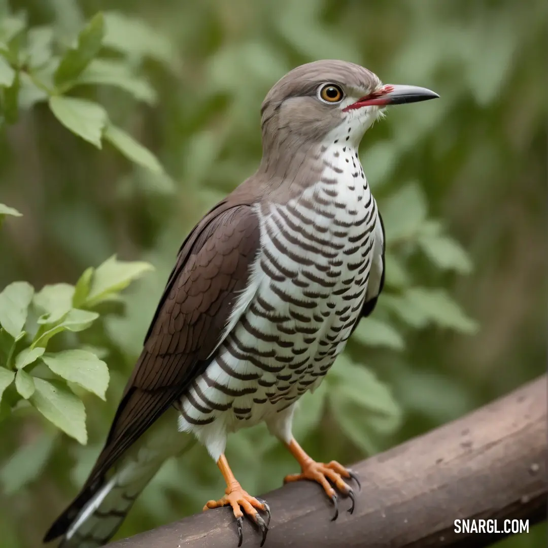 Cuckoo perched on a branch in a tree with leaves in the background