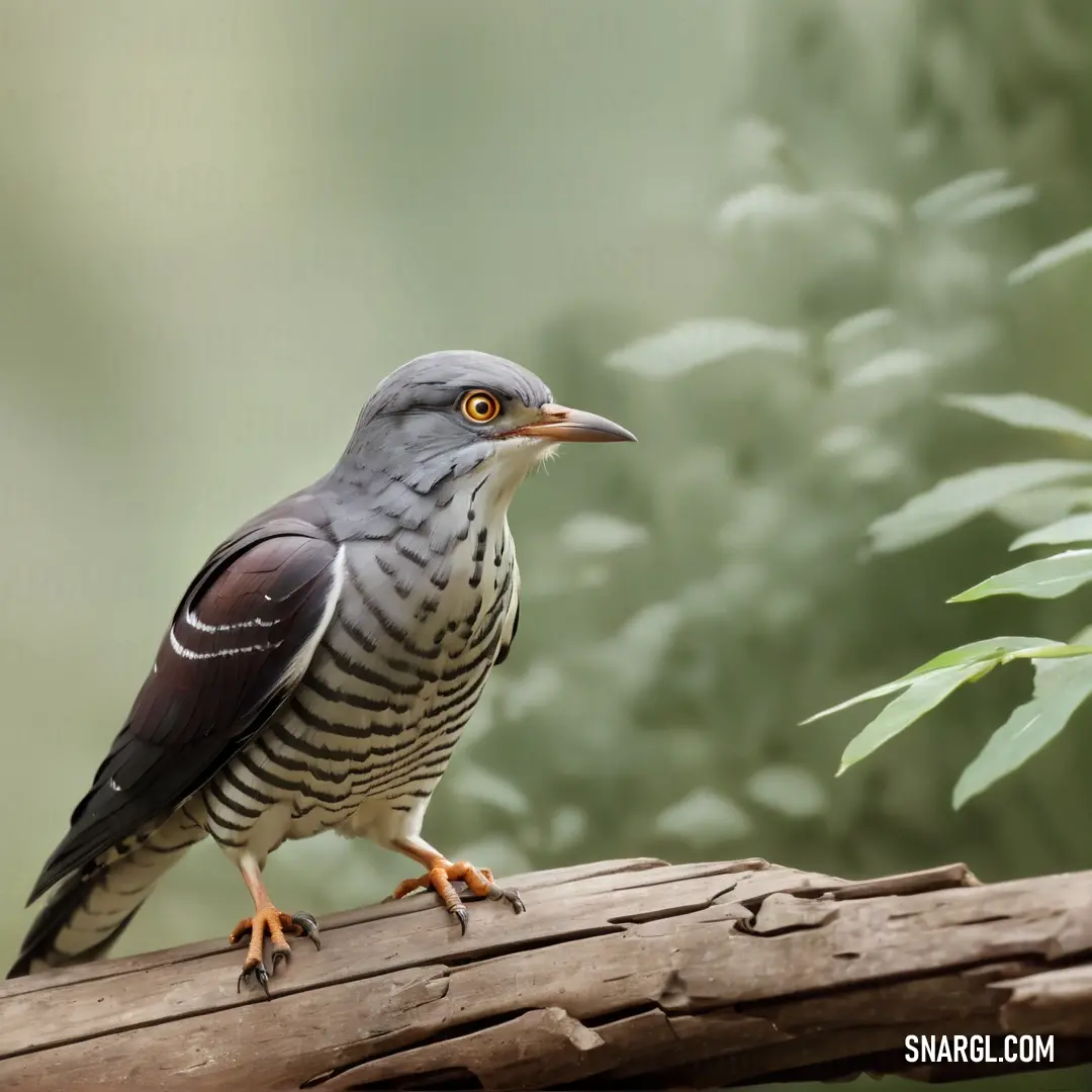 Cuckoo perched on a branch in a forest setting with a blurry background