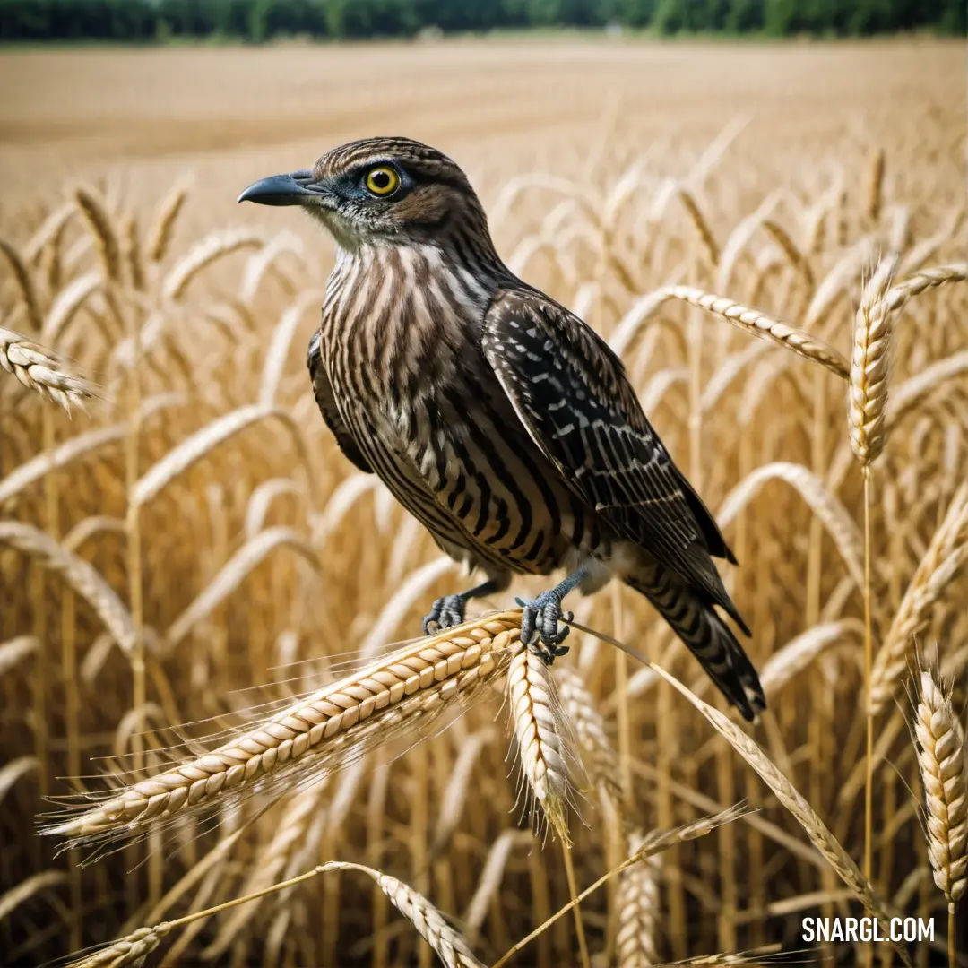 Cuckoo perched on a stalk of wheat in a field of wheat stalks with trees in the background