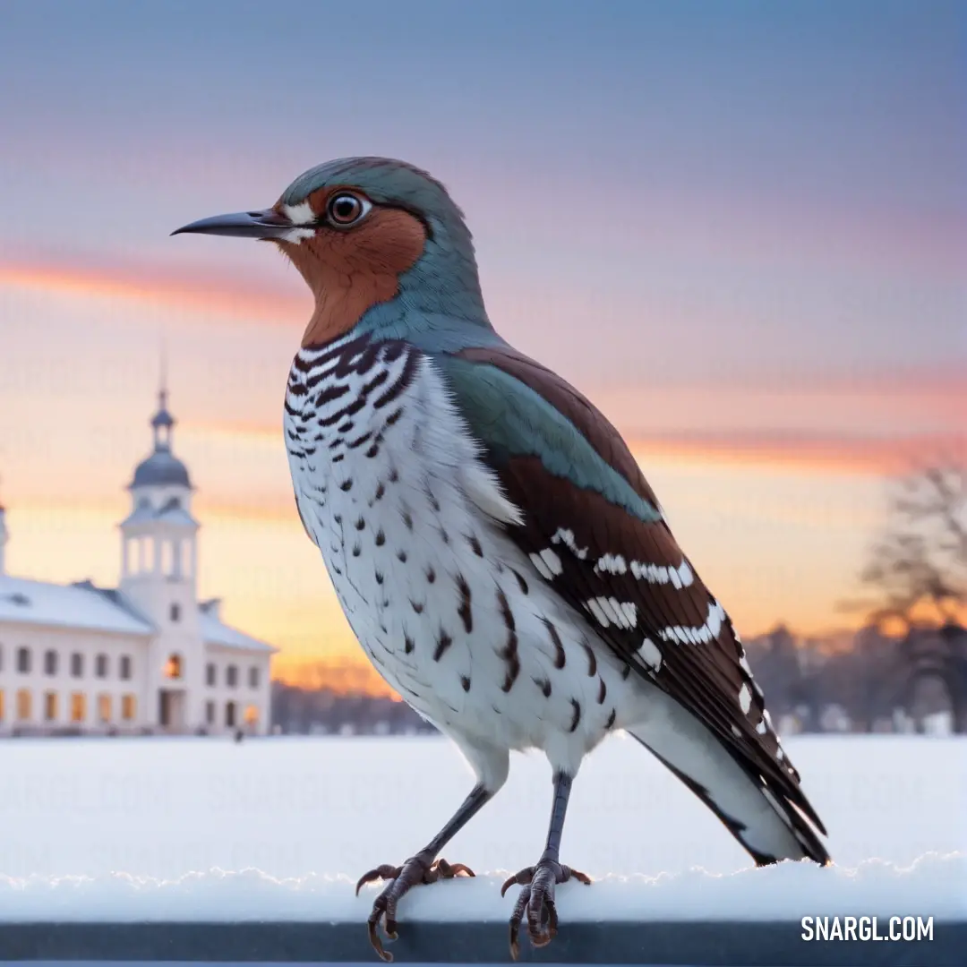 Cuckoo standing on a ledge in the snow at sunset with a building in the background