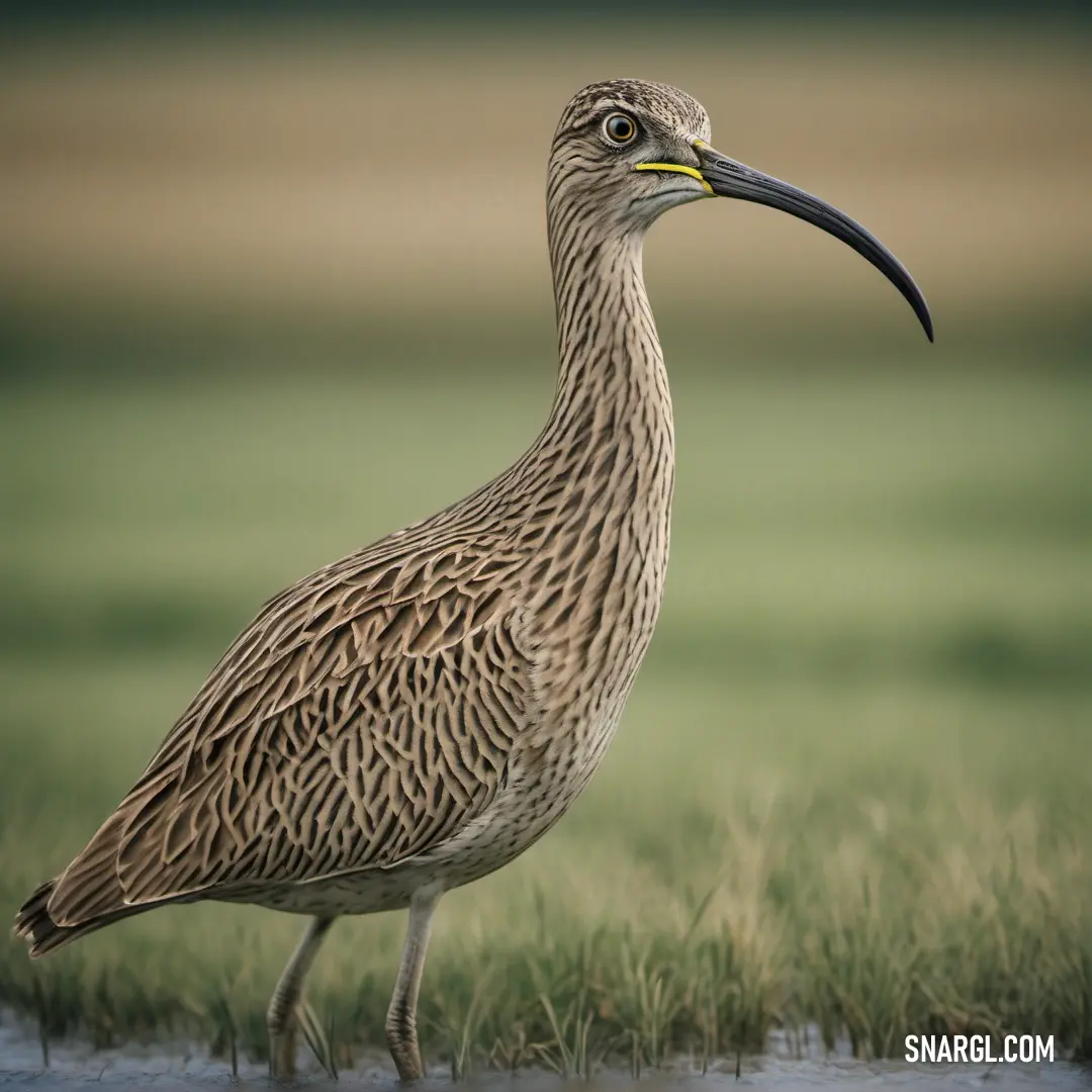 Curlew with a long beak standing in the grass near water and grass in the background