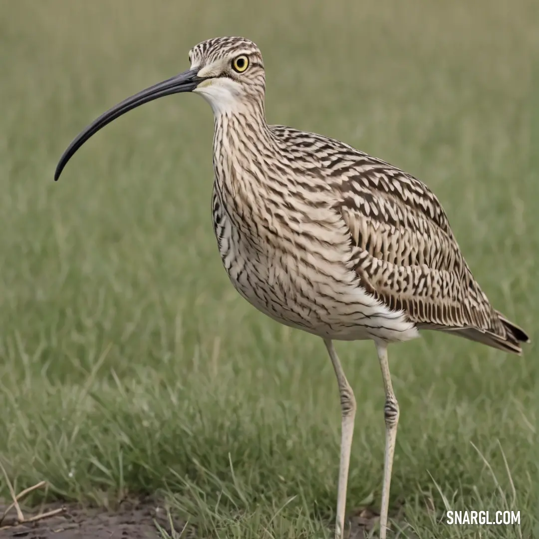 Curlew with a long beak standing in the grass with a long beak in its mouth and a long beak in its beak