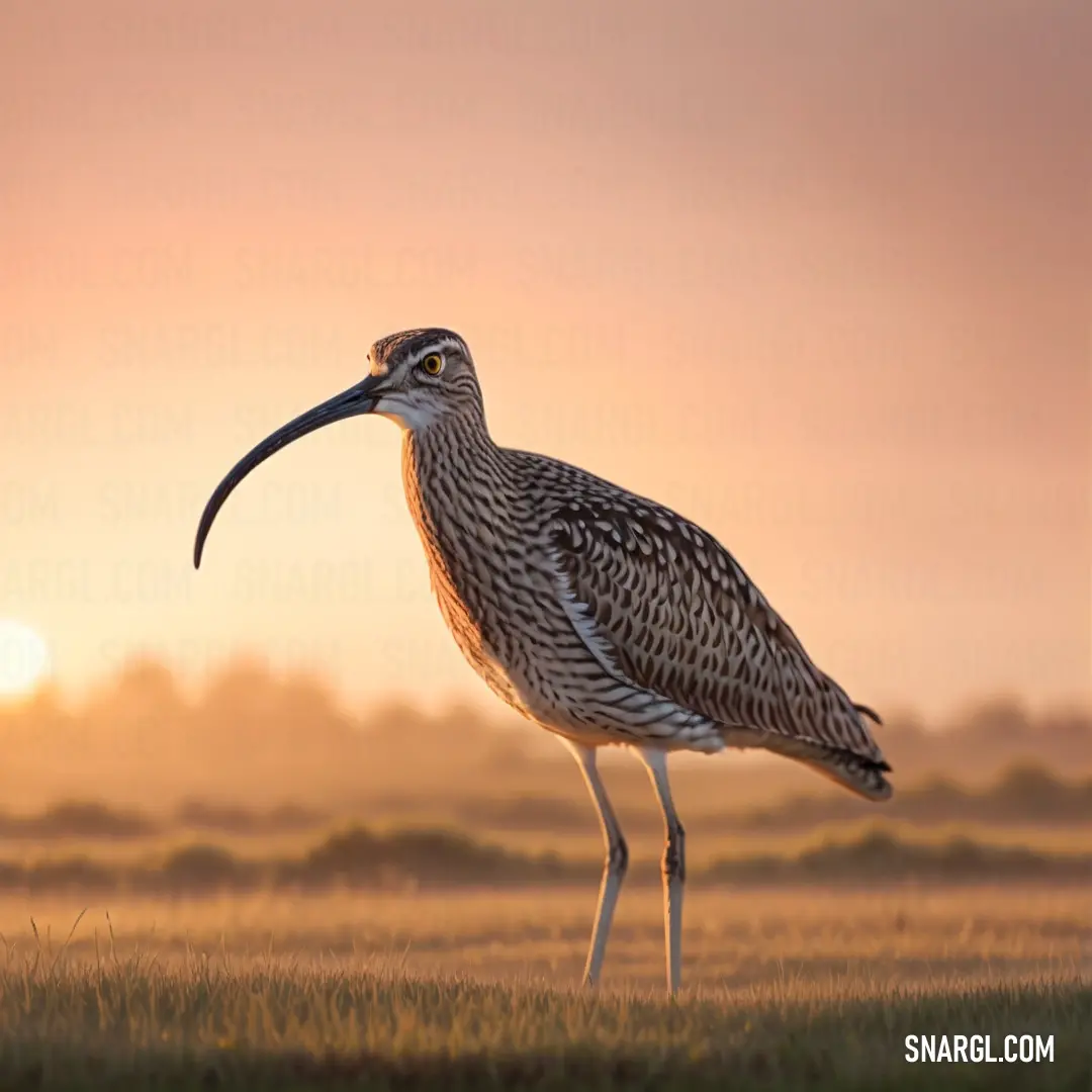 Curlew with a long beak standing in a field at sunset or dawn with a long beak in the foreground