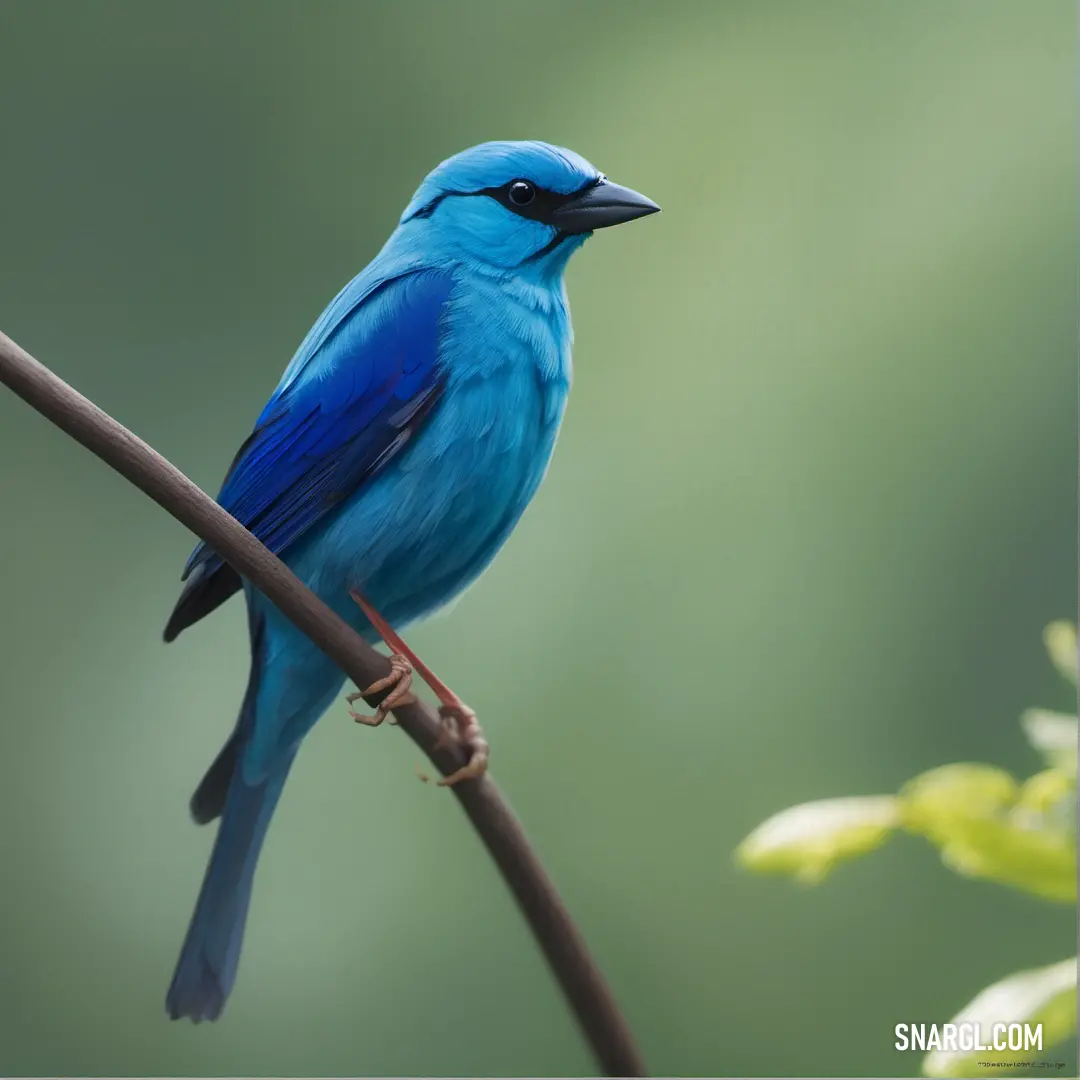 Blue Dacnis on a branch with a blurry background