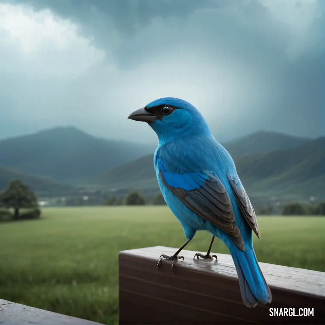 Blue Dacnis on a wooden post in a field of grass and mountains in the background