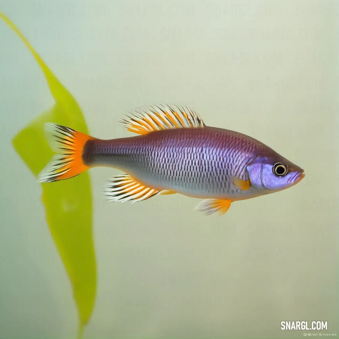 Fish that is swimming in some water next to a plant with leaves on it and a light blue body of water