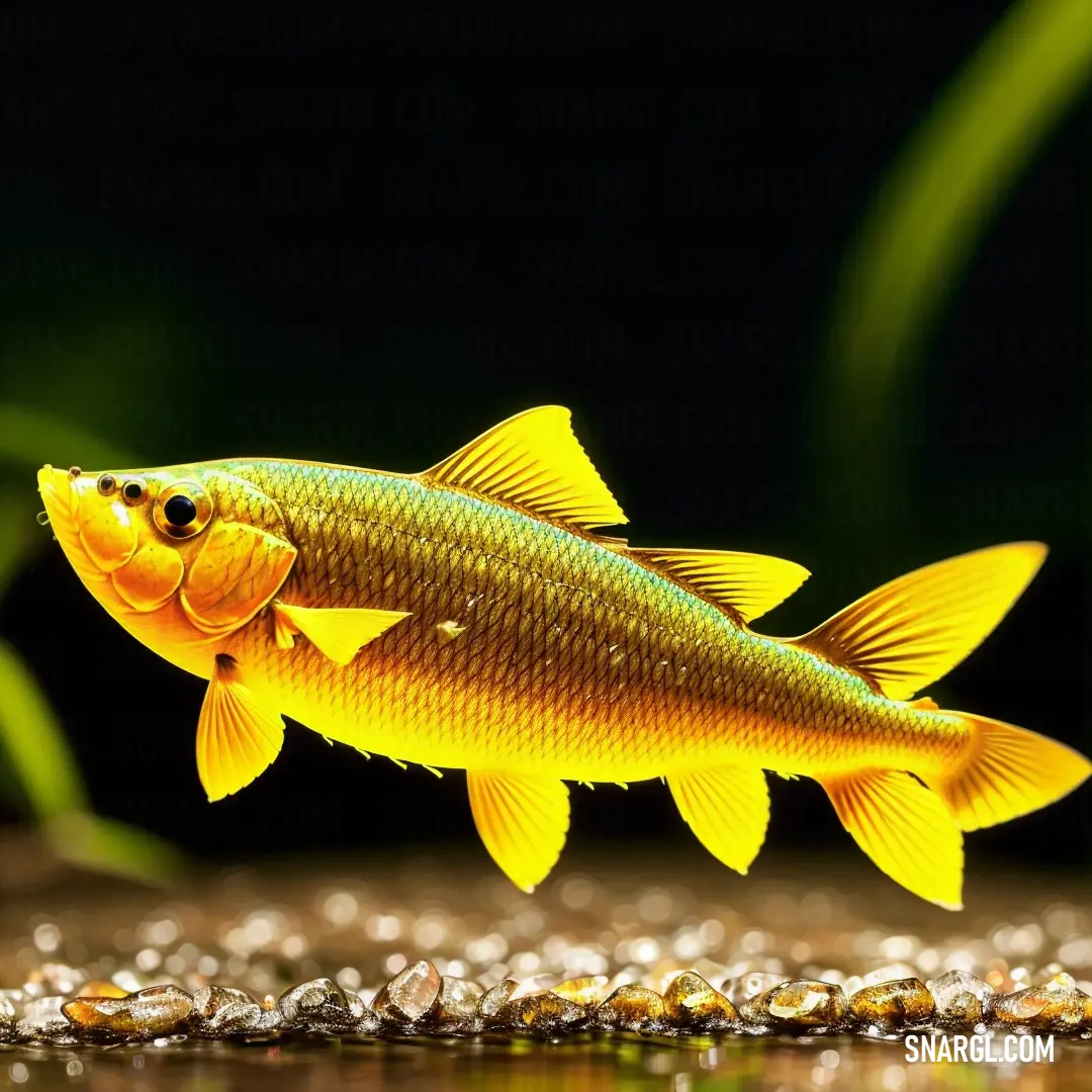 Yellow fish is swimming in a pond of water with rocks and grass in the background