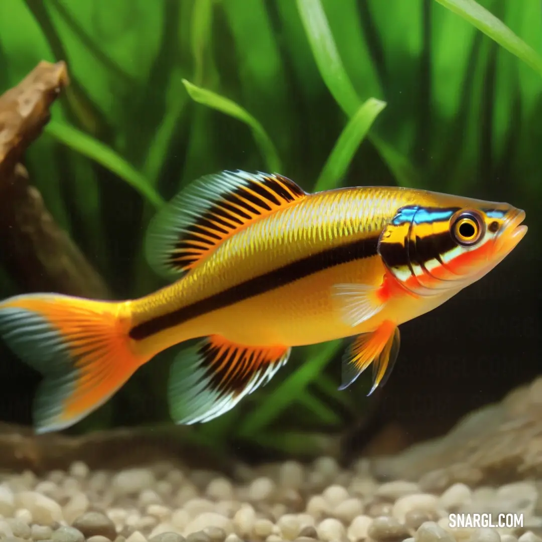 Yellow fish with black stripes swimming in a tank of water with rocks and plants in the background
