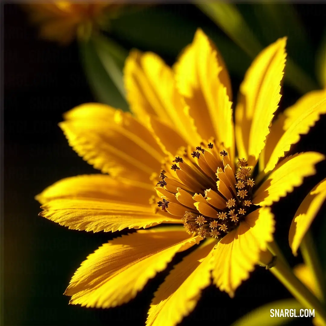 Close up of a yellow flower with green leaves in the background and a black background with a white border