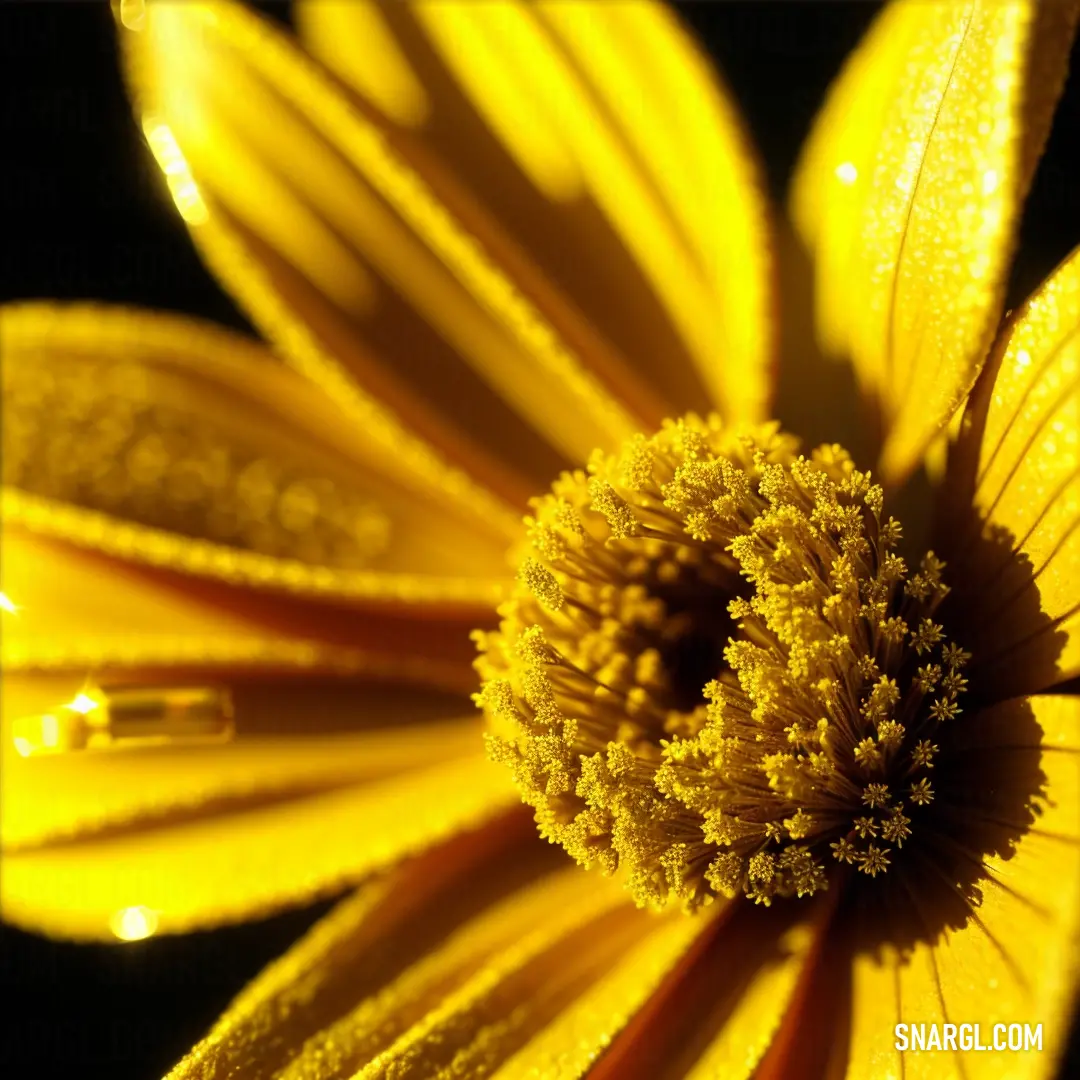 Close up of a yellow flower with dew on it's petals and a black background with a small drop of water