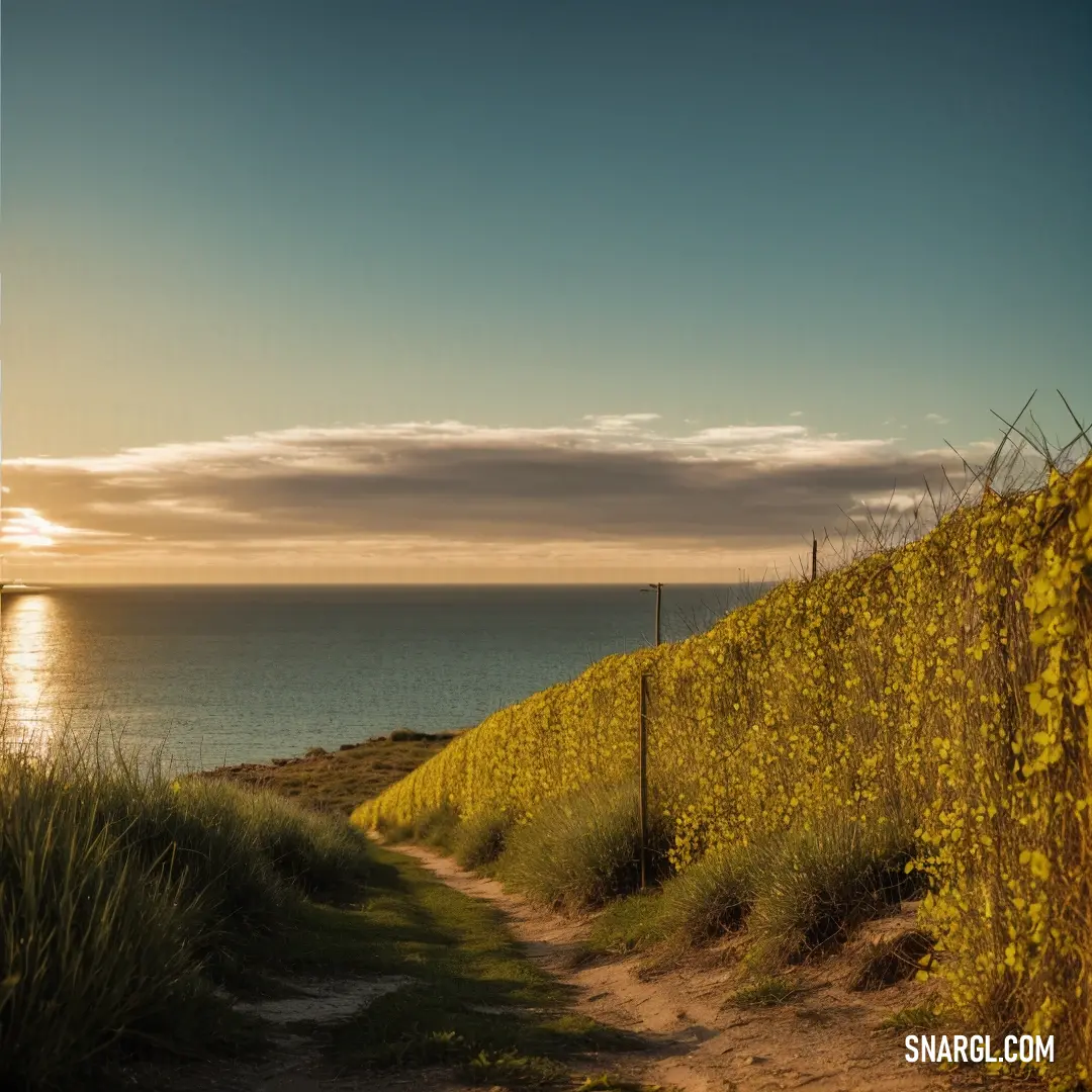 Path leading to the ocean with a fence on the side of it. Color Dark goldenrod.