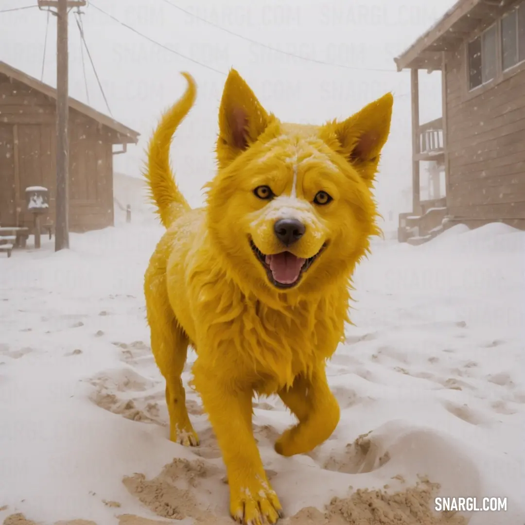 Dark goldenrod color. Dog that is standing in the snow with its mouth open and tongue out