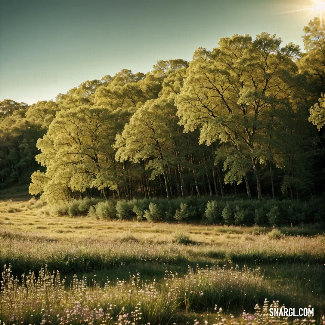 Field with a bunch of trees in the background. Example of #BDB76B color.