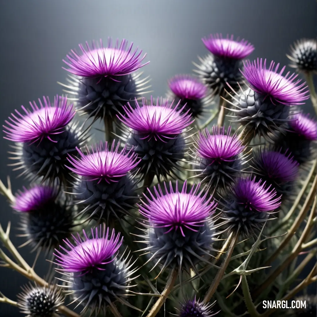 Dark magenta color. Bunch of purple flowers with long stems on a black background