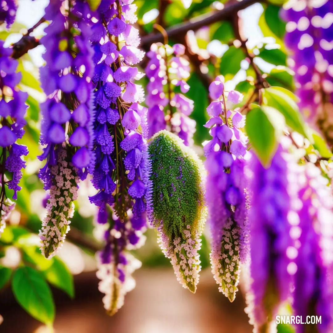 Bunch of purple flowers hanging from a tree branch with green leaves and purple flowers on it's branches. Example of Dark orchid color.