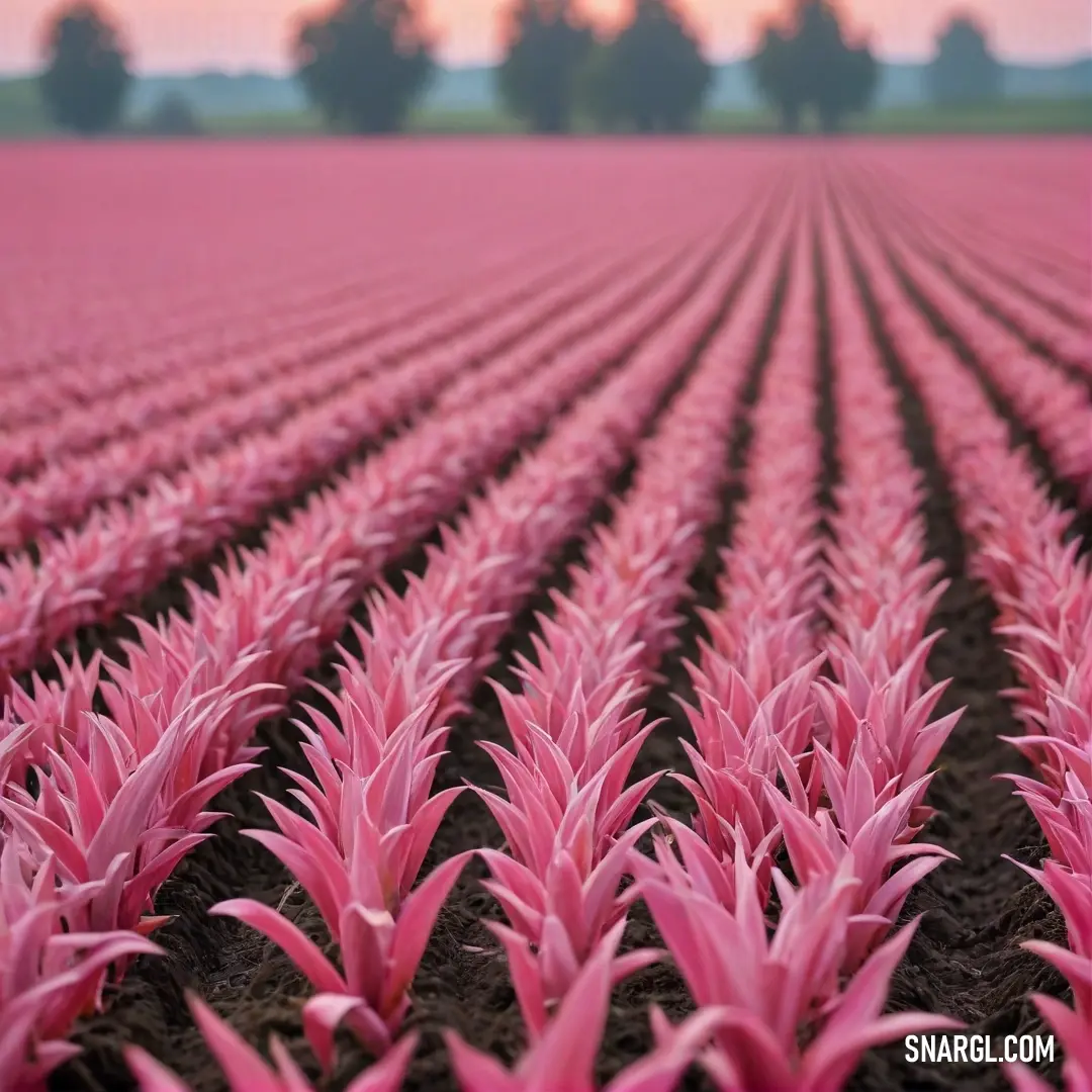 Field of pink flowers with trees in the background. Example of CMYK 0,64,45,9 color.