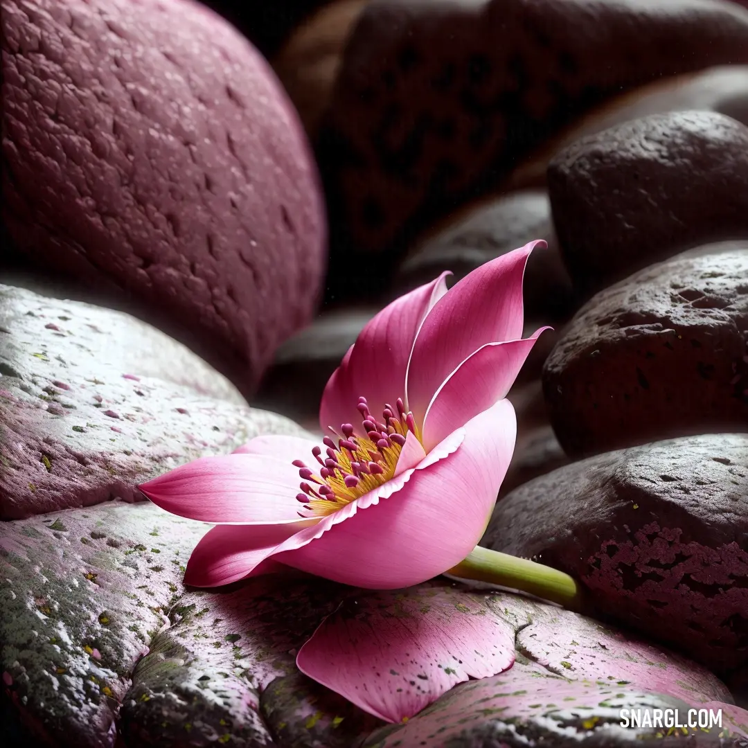 Pink flower is on some rocks and rocks with water droplets on them and a pink flower is in the middle of the picture