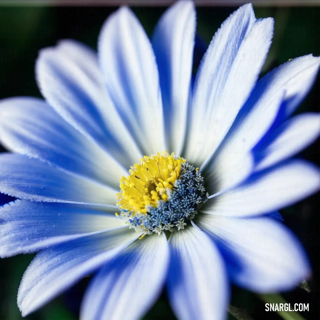 Blue and white flower with a yellow center and a green stem in the middle of the flower