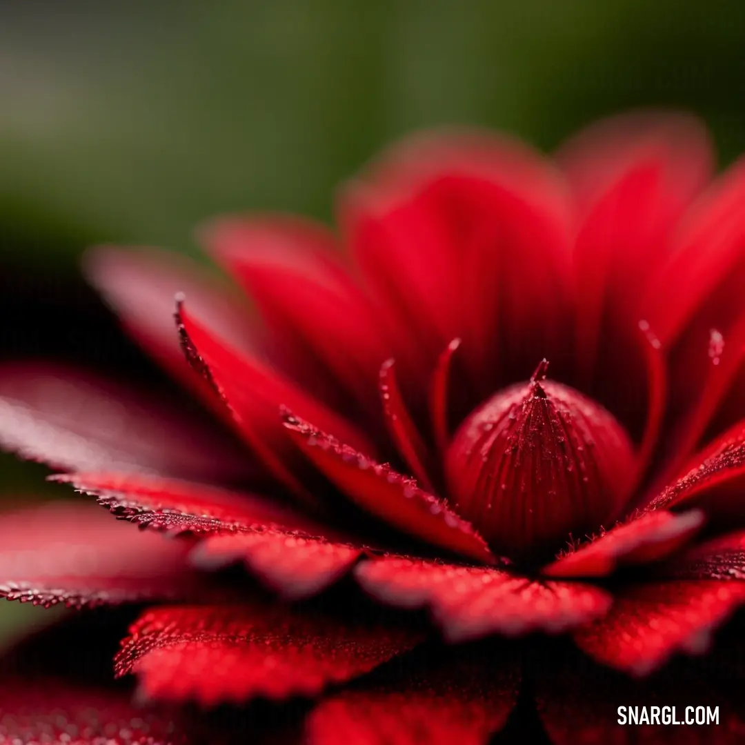 Close up of a red flower with water droplets on it's petals and leaves in the background