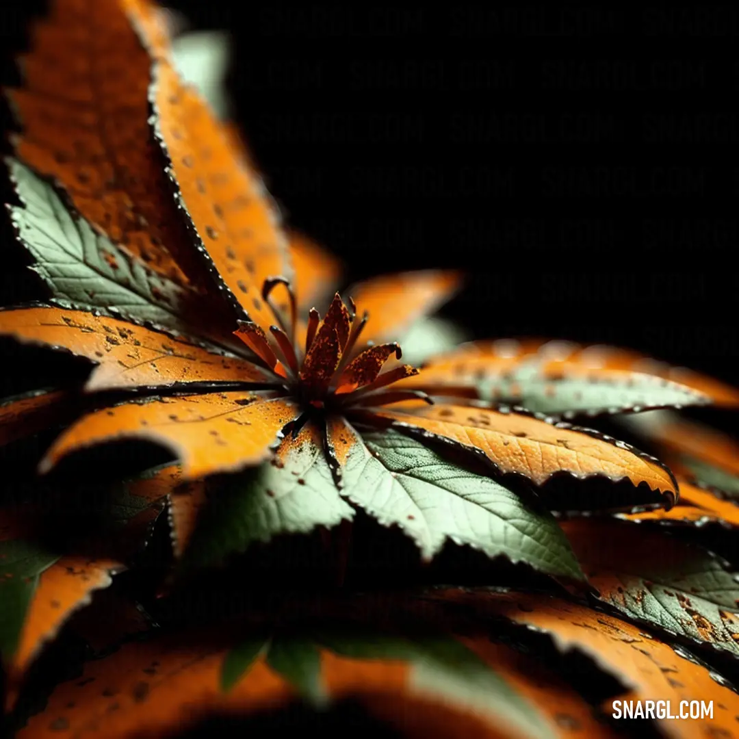 Close up of a plant with orange and green leaves on it's leaves and a black background