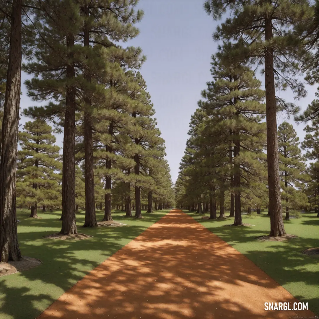 Dirt road in the middle of a forest with trees on both sides of it. Color Dark taupe.